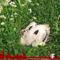 2018-06-05_storch_2.jpg