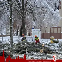 2023-12-02 Baum auf Straße Hauptplatz (2).jpg