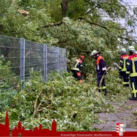 2026-06-02 Baum Vassanenweg (2).JPG