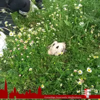 2018-06-05_storch_1.jpg